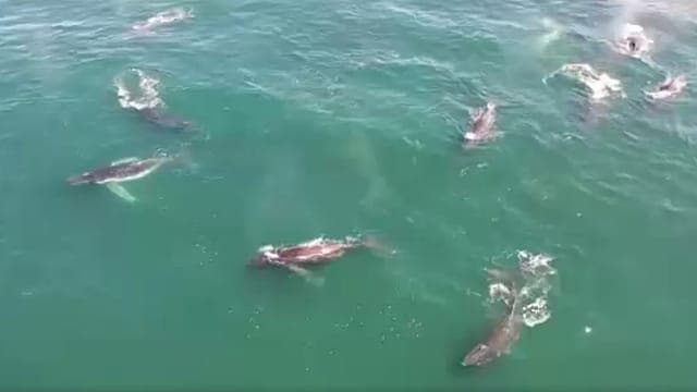 Afrique du Sud : un spectacle extraordinaire de baleines au large des côtes 