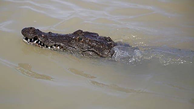 La montée des eaux du lac Baringo rapproche les crocodiles des habitations