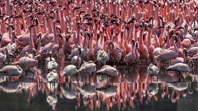 Kenya's iconic flamingos lose their pink as rift valley lakes change
