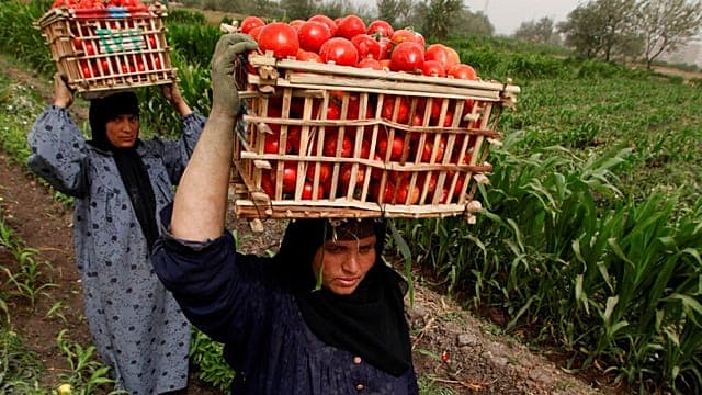Soudan : la guerre et les tensions régionales menacent l'agriculture