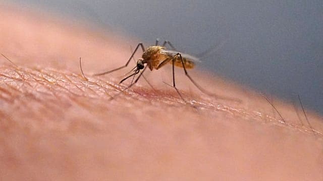 Europe : l'OMS alerte sur une recrudescence des cas de virus du Nil occidental 