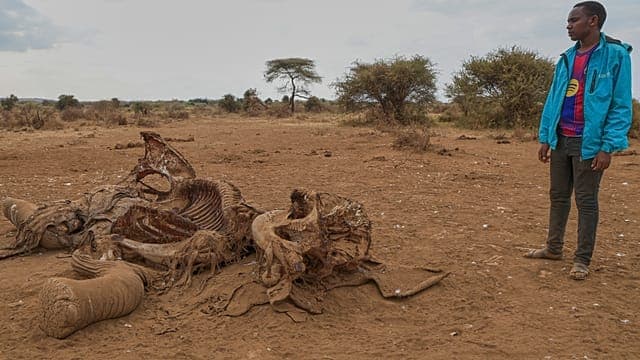 Kenya : la mort de 15 éléphants dans un parc fait polémique