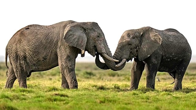 Kenya : une enquête ouverte sur la mort de 15 éléphants dans le parc d'Amboseli
