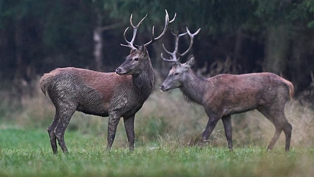 Le nouveau rapport de planète vivante du WWF dresse un constat alarmant 