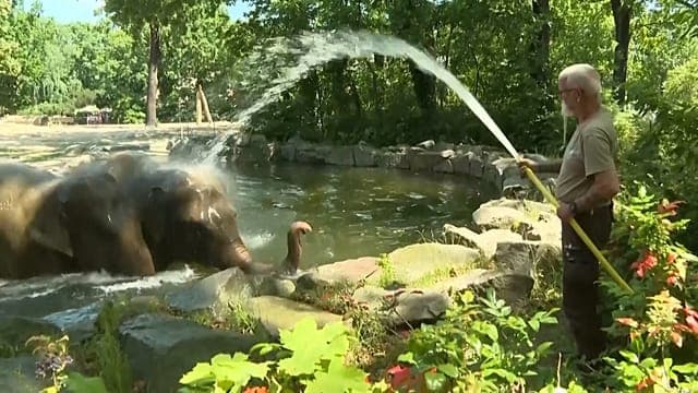 As Europe bakes, Berlin Zoo’s elephants and bears cool off