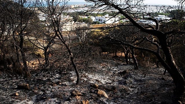 Tunisie : une vague de chaleur cause 900 incendies en 72 heures 