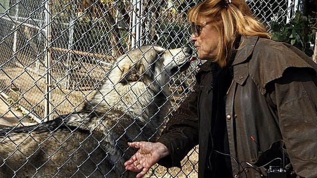 Afrique du Sud : des loups hérités de l’apartheid condamnés à la captivité