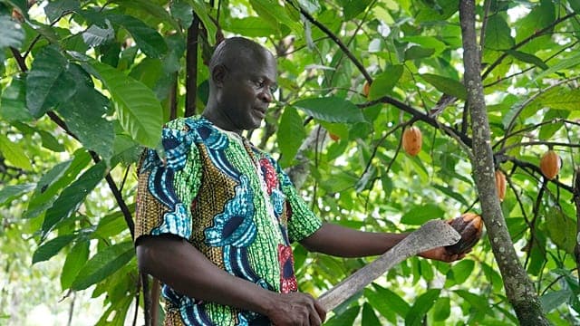 Ivory Coast, Ghana seek to create cocoa 'OPEC'