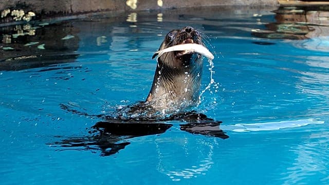 Australie : des lions de mer passent des tests auditifs à Sydney