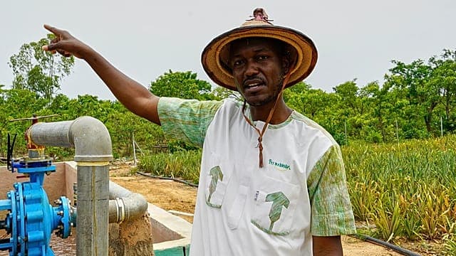 Burkina Faso : la culture de l'ananas gagne du terrain au Sahel