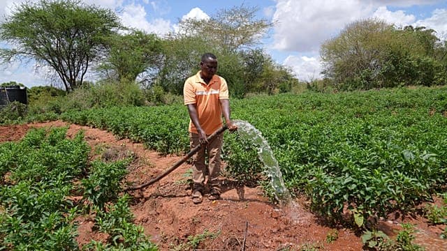 Kenya : les insectes au secours des sols agricoles dégradés