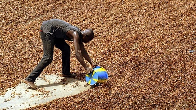 Côte d’Ivoire : le gouvernement boucle le rachat de 100 000 tonnes de cacao
