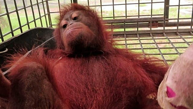 Indonésie: un bébé orang-outan sauvé des feux à Bornéo, la destruction de l'habitat s'aggrave