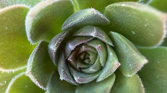 Afrique du Sud : les plantes succulentes menacées par le braconnage 