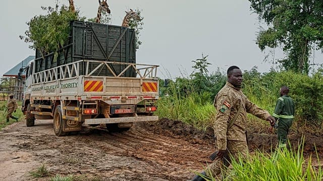 Ouganda : 12 girafes transférées dans un effort de restauration écologique 