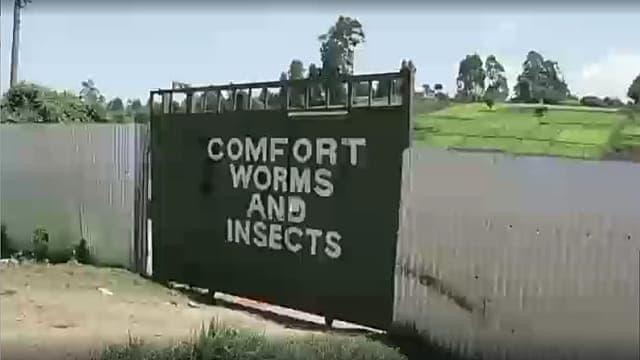 Kenya : les insectes au secours des sols agricoles