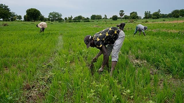 L'IA, un outil déterminant pour l'agrobusiness en Afrique selon la FAO