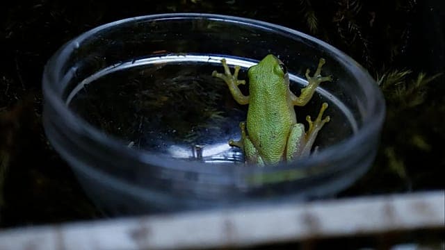 Afrique du Sud : la micro-grenouille, symbole d’un écosystème urbain à protéger