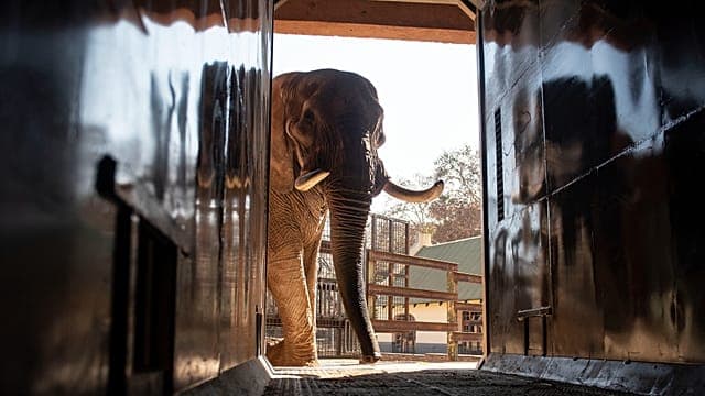 Afrique du Sud : le sort des derniers éléphants de zoo entre les mains de la justice