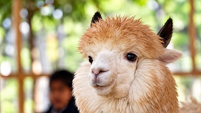Islamabad: le zoo d'Islamabad lance un café au milieu des alpagas