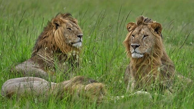 Journée mondiale du lion : au Kenya, les fauves face à la perte de leur habitat