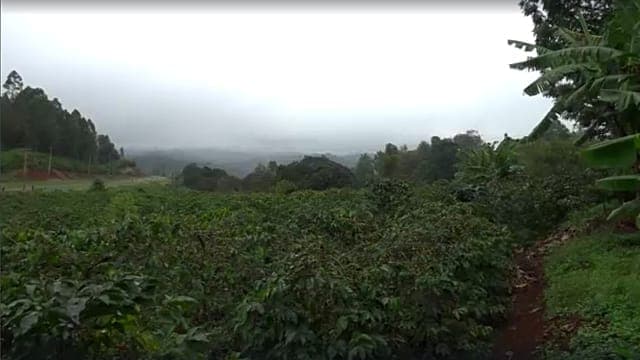 Kenya : les pertes agricoles, source de maladies mentales pour des agriculteurs ?
