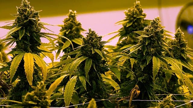 Kenya : les rastas espèrent bientôt pouvoir fumer légalement du cannabis