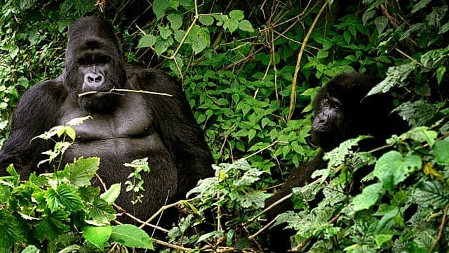 Ouganda : bataille pour la protection des gorilles des montagnes contre Ebola