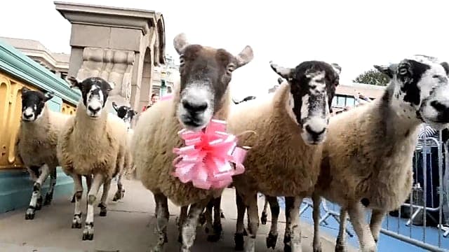 Le pont de Southwark à Londres se transforme en défilé de moutons