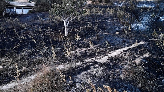 Algérie : 146 feux de forêt signalés en 24 heures
