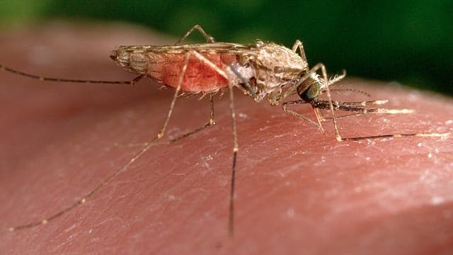 Un moustique invasif vecteur du paludisme alarme les villes africaines