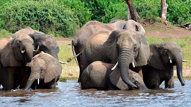 Botswana : polémique après l’abattage de 23 éléphants pour la fête nationale