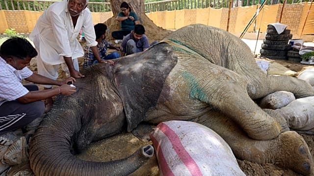 La maladie d'une éléphante ravive le débat sur la conservation dans les zoos