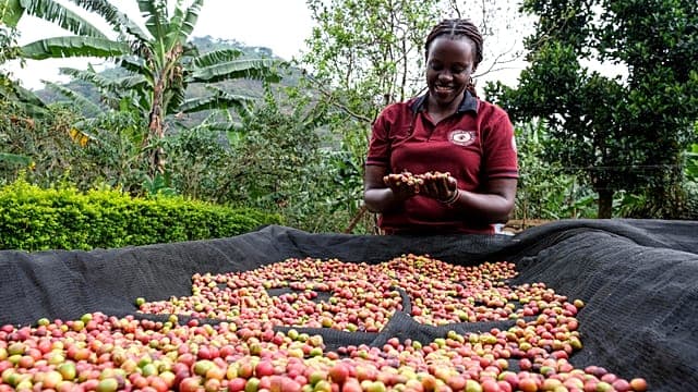 Uganda coffee exports hit by weaker prices