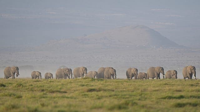 Kenya : des pesticides soupçonnés d'avoir tué quinze éléphants