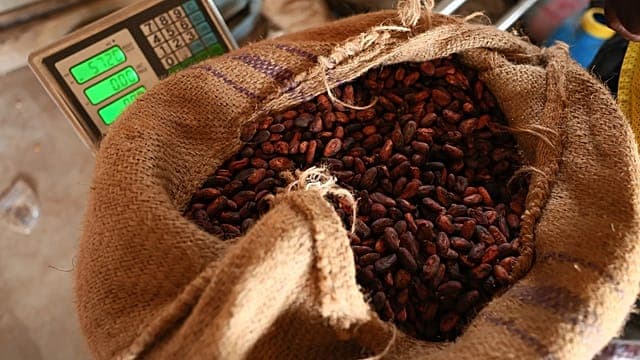 Côte d’Ivoire : le prix du cacao maintenu à 1 200 francs CFA le kilo