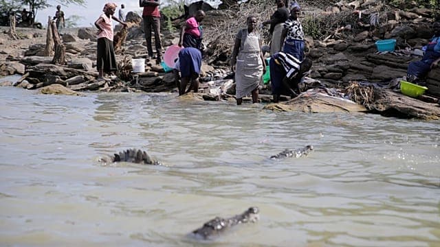 Kenya : la montée des eaux des lacs rapproche les crocodiles des populations
