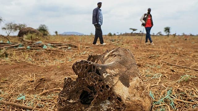 Kenya : quatre arrestations après la mort suspecte de 18 éléphants à Amboseli