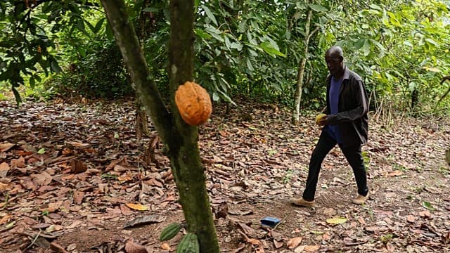 Ghana : jusqu'à 20 ans de prison pour protéger les plantations de cacao