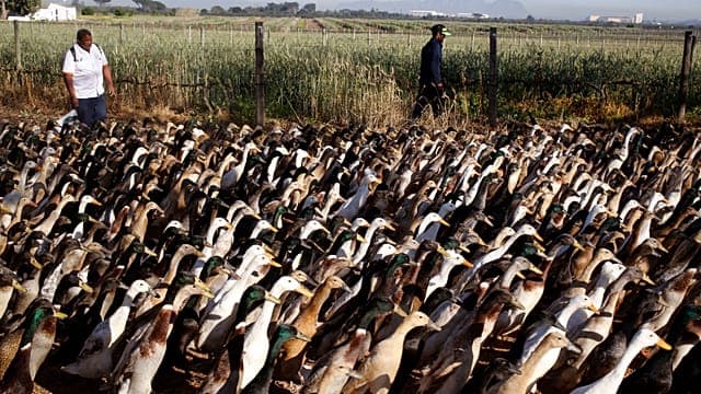 Afrique du Sud : des animaux, agents d'entretien d'un domaine viticole au Cap