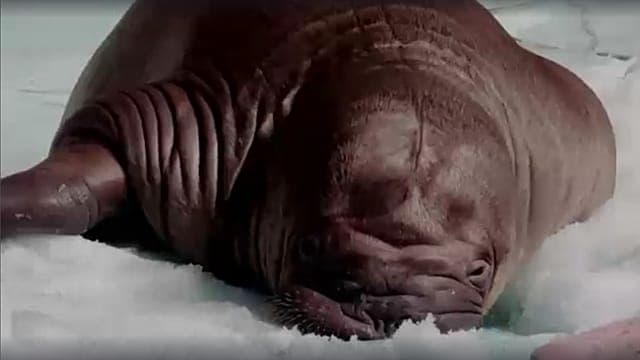 SeaWorld Abu Dhabi annonce  la naissance du premier petit morse du Moyen-Orient et de l’Afrique du Nord