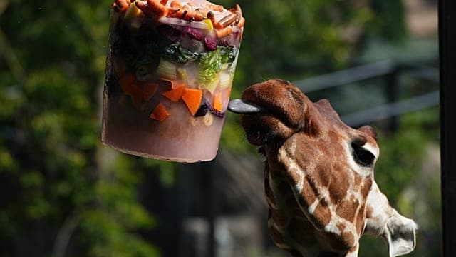 Canicule à Rome : friandises glacées et bassins rafraîchis pour les animaux du zoo