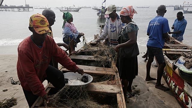 Ghana : mobiliser les pêcheurs pour sauver le poisson-guitare