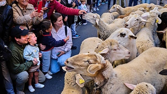 Des milliers de moutons envahissent les rues de Madrid pour le festival de la transhumance