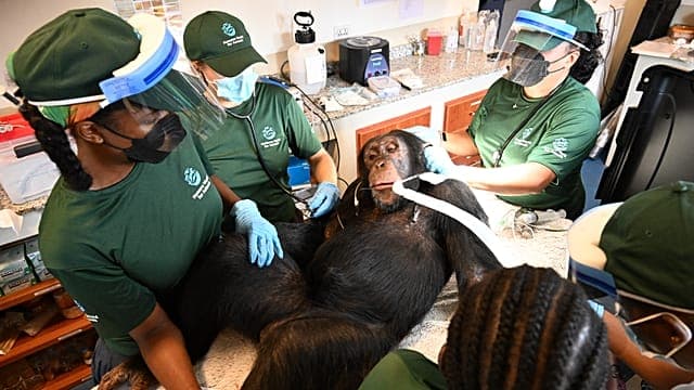 Liberia : une nouvelle vie pour des chimpanzés sauvés des laboratoires