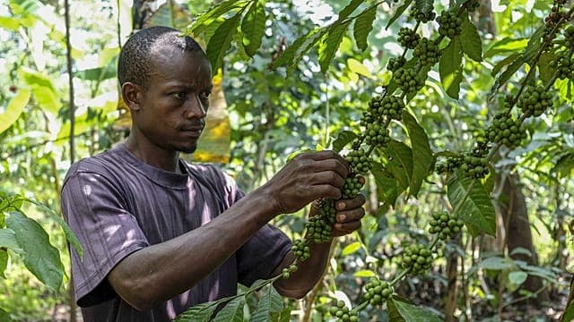 Matières premières agricoles : les cultures de rentabilité en Afrique menacées