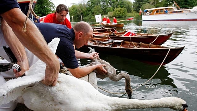 Sur la Tamise, le Swan Upping protège les cygnes royaux du roi Charles III