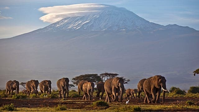Kenya : la mort des 15 éléphants liée à un empoissonnement au cyanure