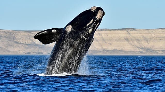 Afrique du Sud : retour des baleines de l'Antarctique à Hermanus