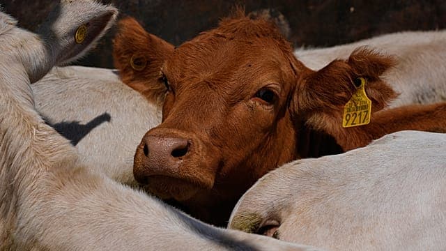 Fièvre aphteuse : l’UE suspend plusieurs importations de viande namibienne